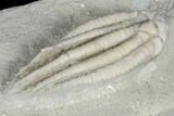 Crinoid (Scytalocrinus) Fossil - Crawfordsville, Indiana #99915-2